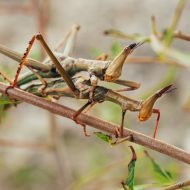 Strasidelny Creepy Insects- Praying Mantis Breeders